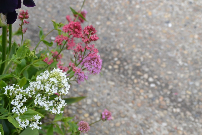 Centhranthus ruber (L.) DC., 1805