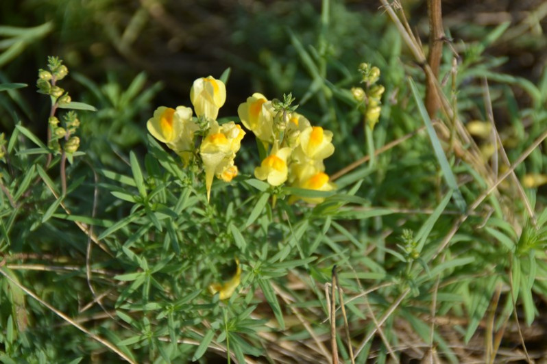 Linaria vulgaris Mill., 1768