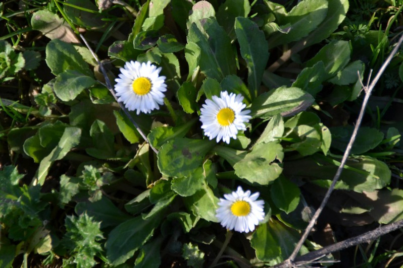 Bellis perennis L., 1753