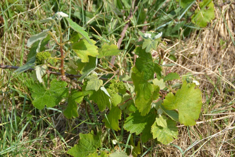 Vitis vinifera L., 1753