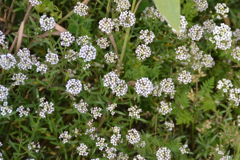 Lobularia maritima (L.) Desv., 1815