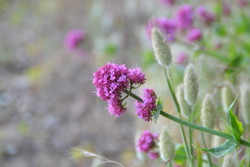 Centhranthus ruber (L.) DC., 1805