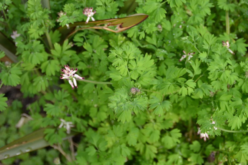 Fumaria capreolata L., 1753