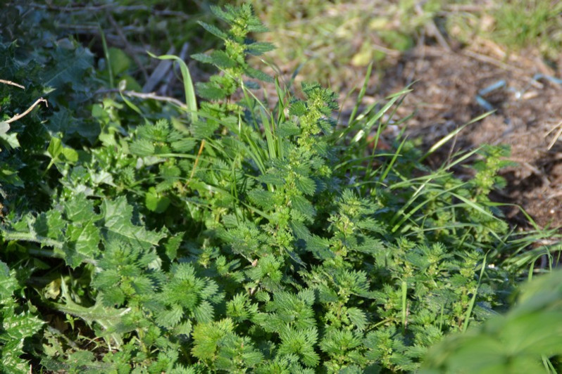 Urtica urens L., 1753