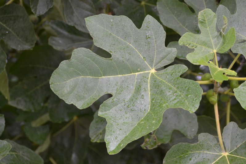 Ficus carica L., 1753