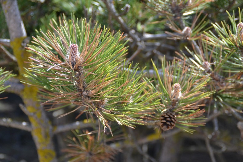 Aiguilles de Pinus sylvestris L., 1753