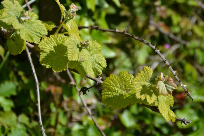 Vitis vinifera L., 1753