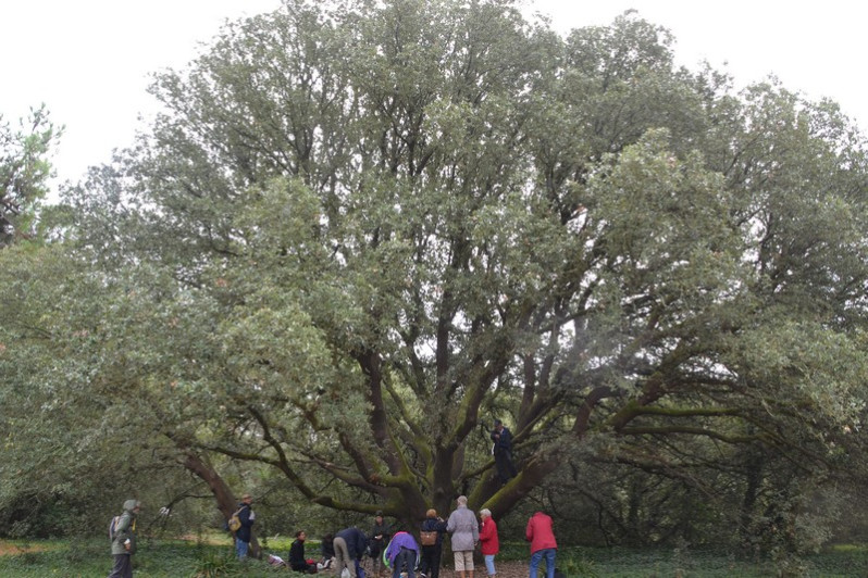 Quercus ilex L., 1753