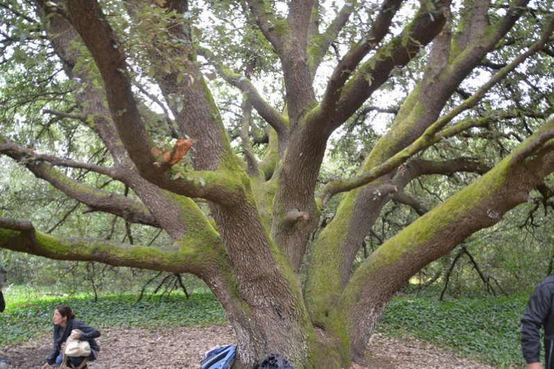 Tronc de Quercus ilex L., 1753