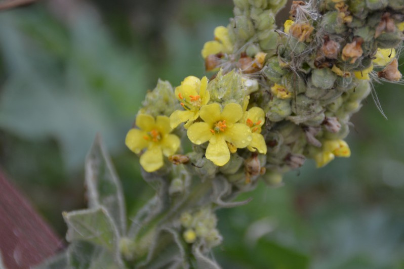 Verbascum thapsus L., 1753 subsp. thapsus