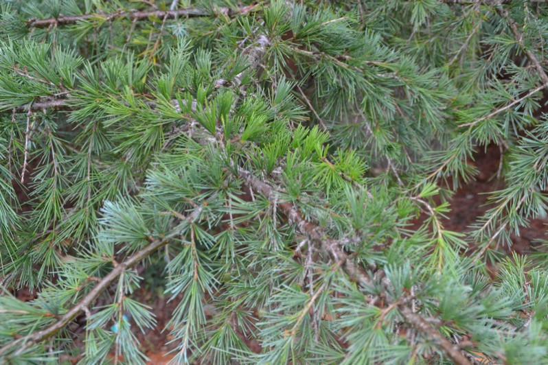 Larix decidua Mill., 1768
