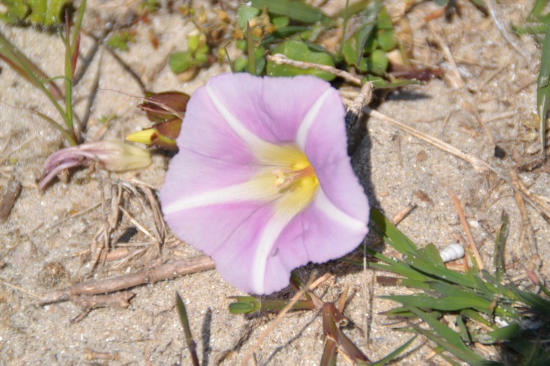 Convolvulus soldanella L., 1753