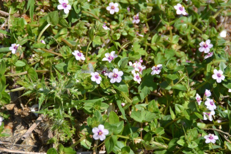 Lysimachia arvensis (L.) U.Manns & Anderb., 2009