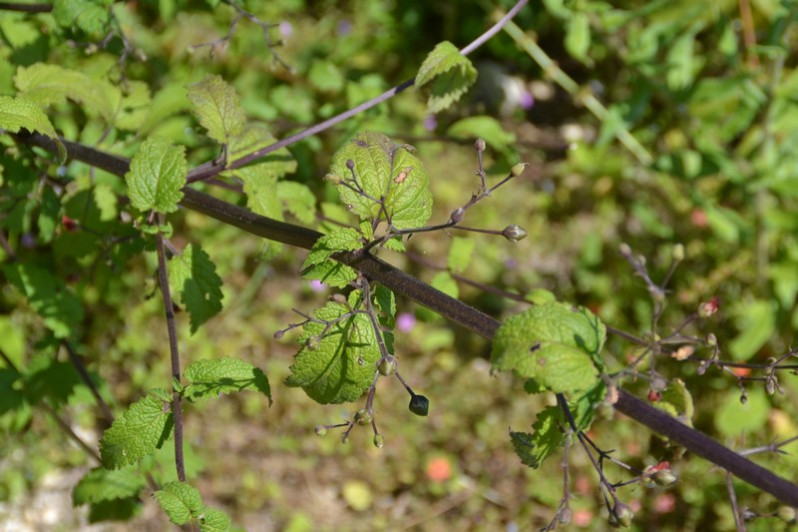 Scrophularia scorodonia L., 1753