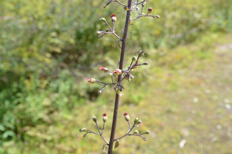 Scrophularia scorodonia L., 1753