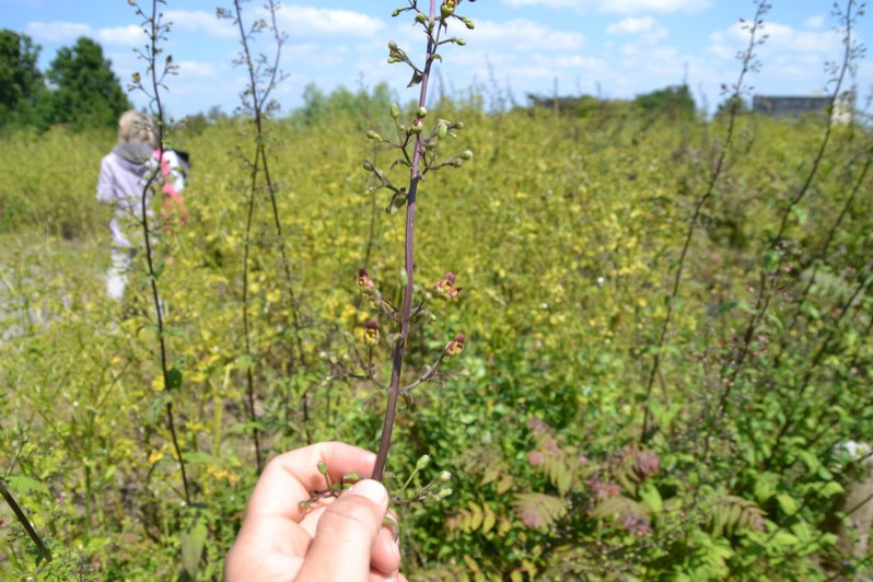 Scrophularia scorodonia L., 1753