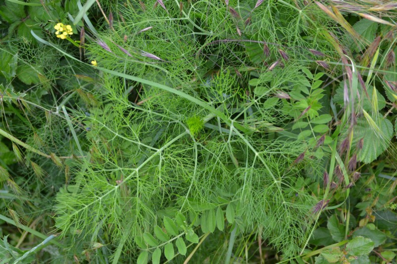 Foeniculum vulgare subsp. vulgare Mill., 1768