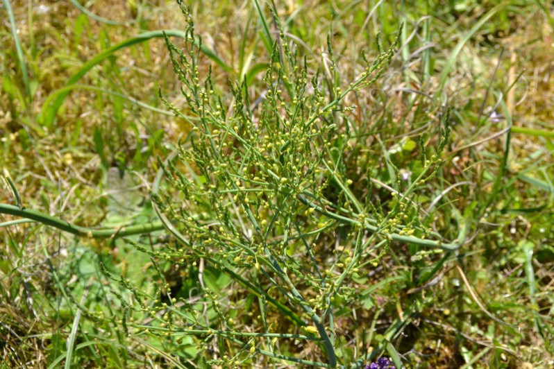 Asparagus officinalis subsp. prostatus (Dumort.) Corb., 1814