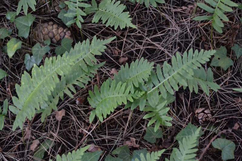 Polypodium interjectum Shivas, 1961