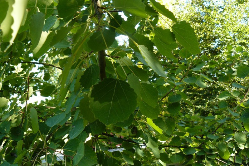 Populus tremula L., 1753