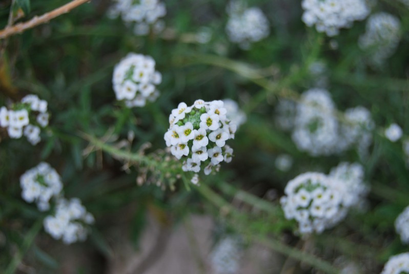 Lobularia maritima (L.) Desv., 1815