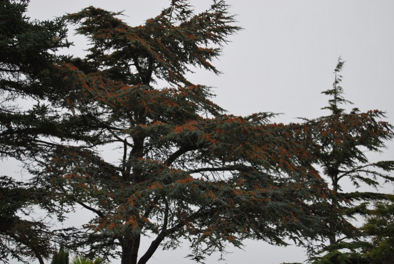 Larix decidua Mill., 1768