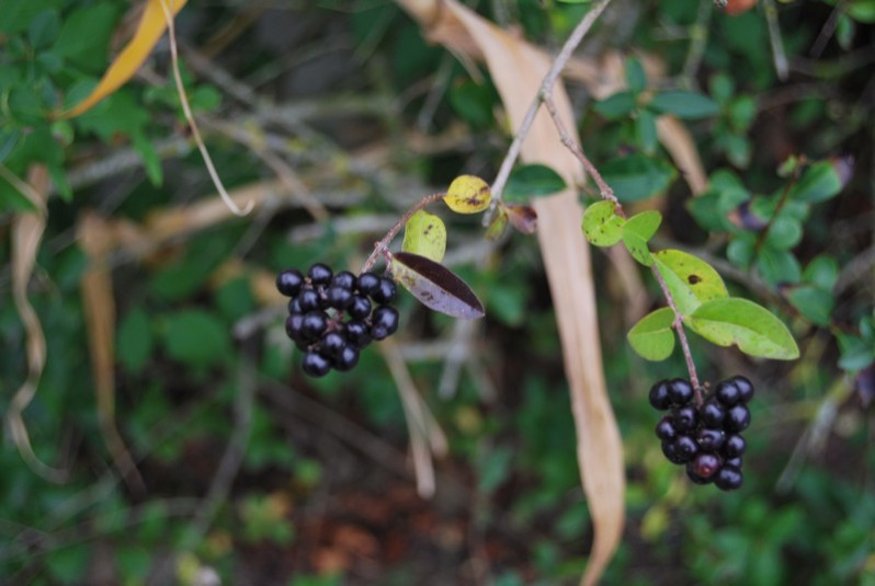 Ligustrum vulgare L., 1753