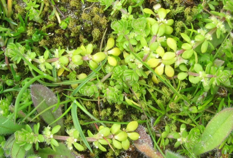 Valantia muralis L., 1753