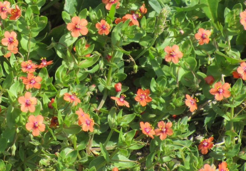 Lysimachia arvensis (L.) U.Manns & Anderb., 2009