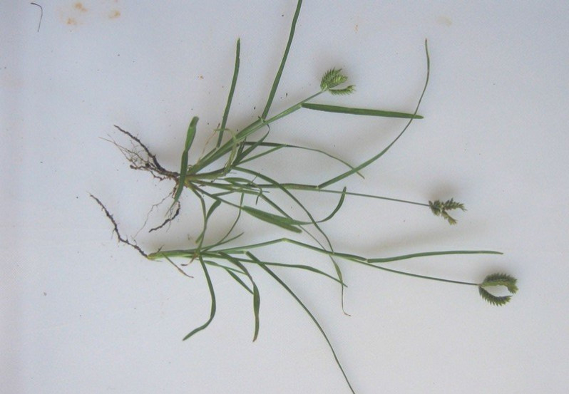 Eleusine tristachya (Lam.) Lam., 1792