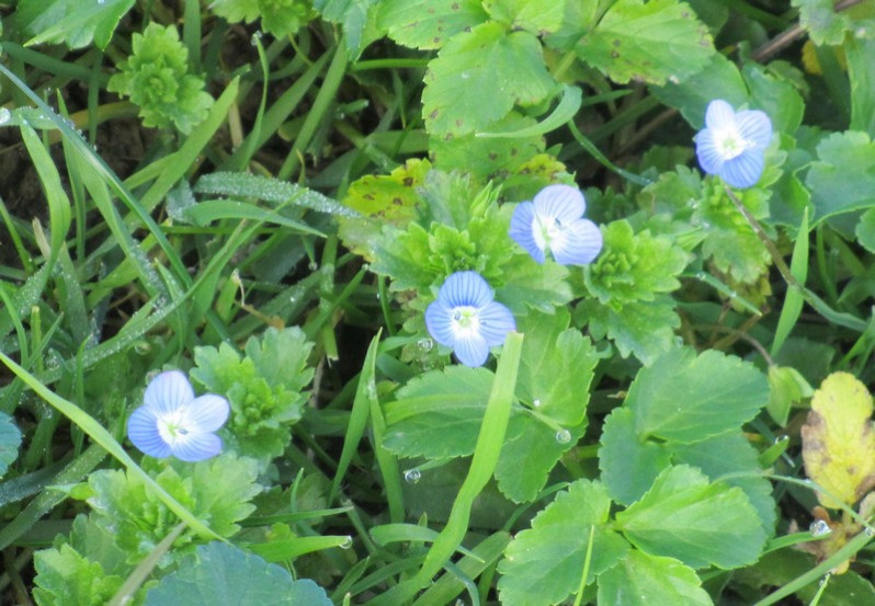 Veronica persica Poir., 1808