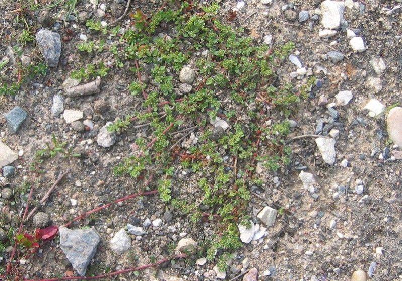 Herniaria ciliolata Melderis, 1957