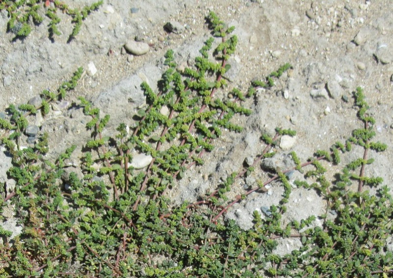 Herniaria ciliolata Melderis, 1957