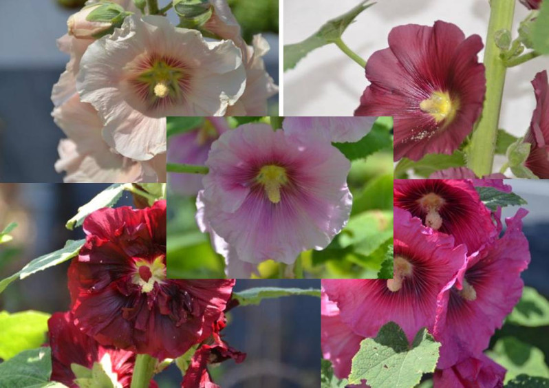 Alcea rosea L., 1753
