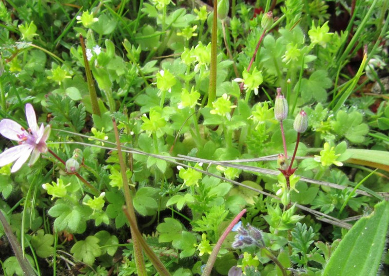 Ranunculus parviflorus L., 1758