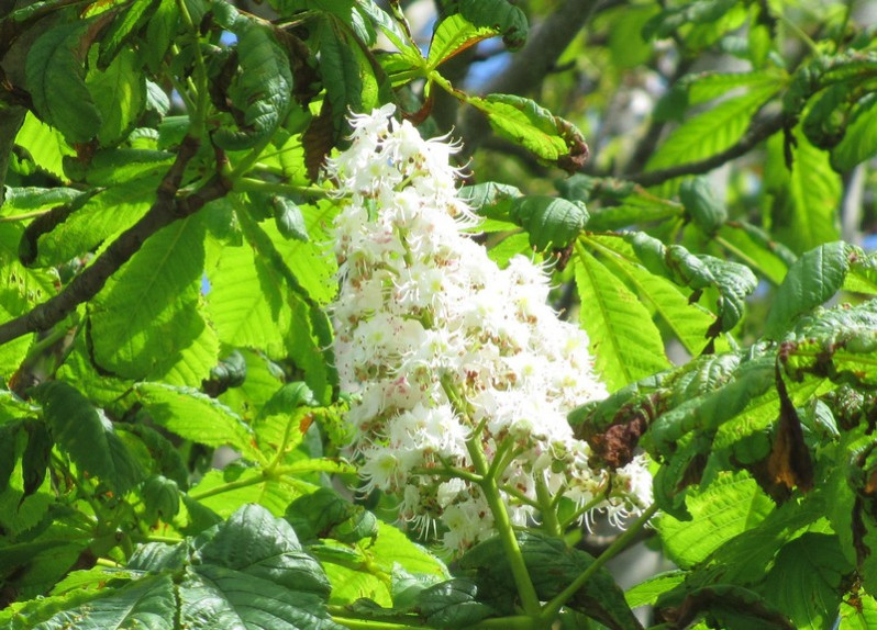 Aesculus hippocastanum L., 1753