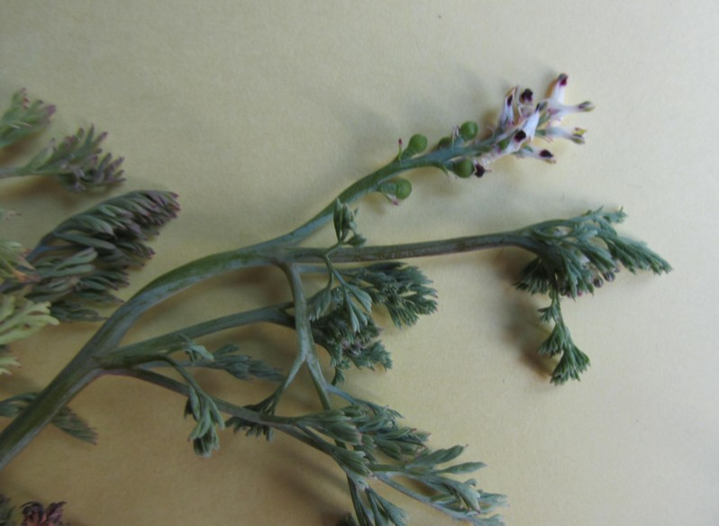 Fumaria officinalis L., 1753