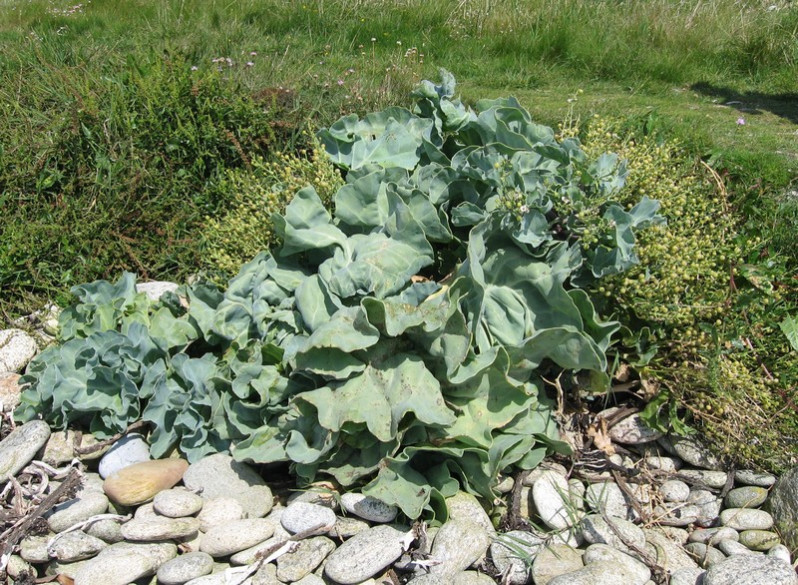 Crambe maritima L., 1753