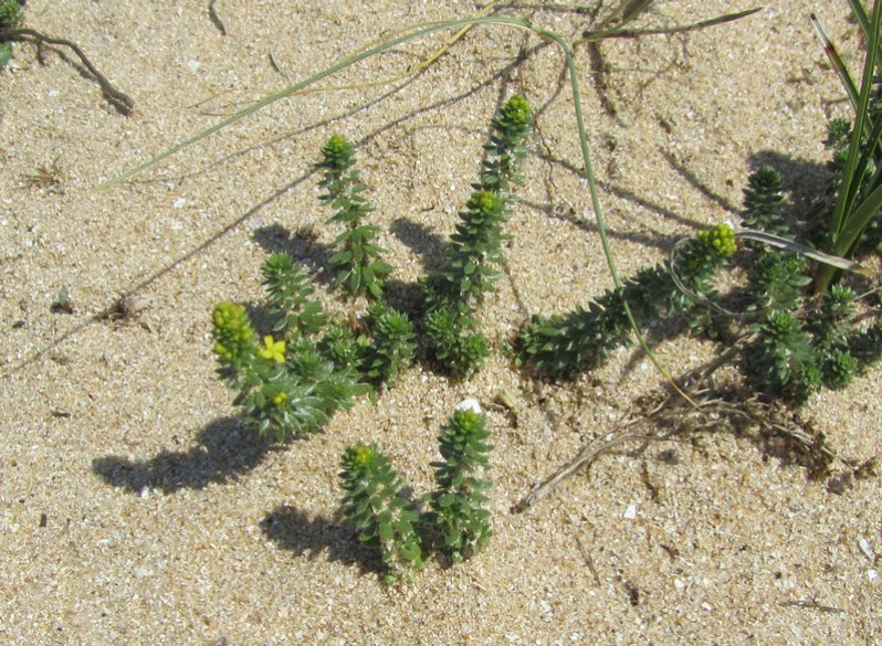 Galium arenarium Loisel., 1806