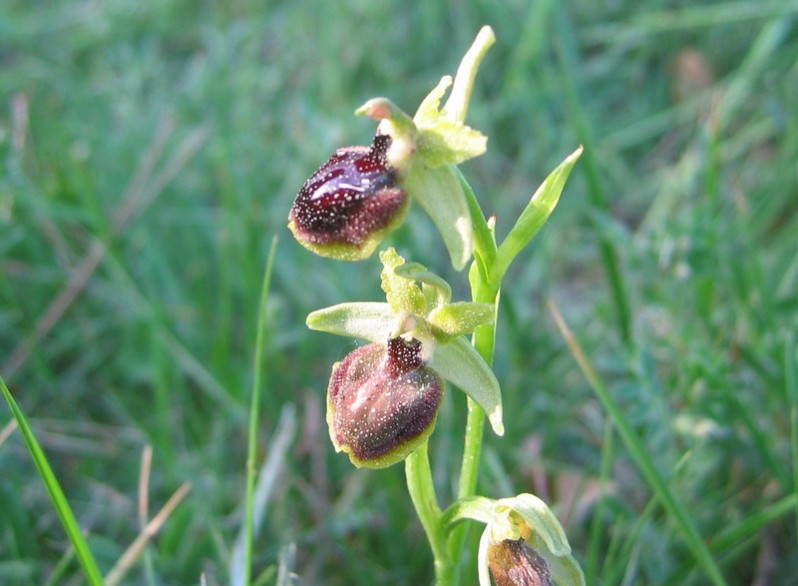 Ophrys passionis Sennen, 1926