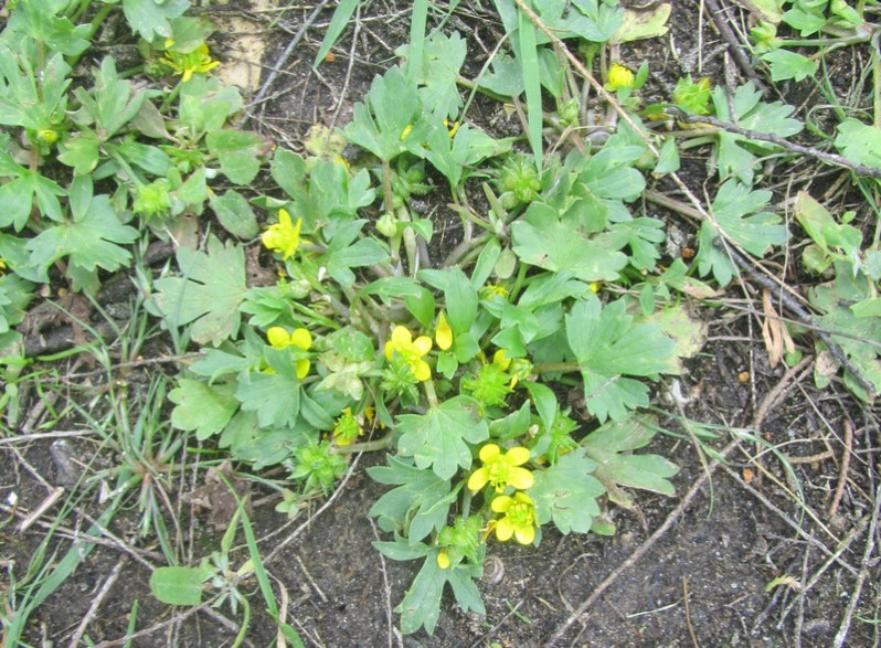 Ranunculus sardous Crantz, 1763