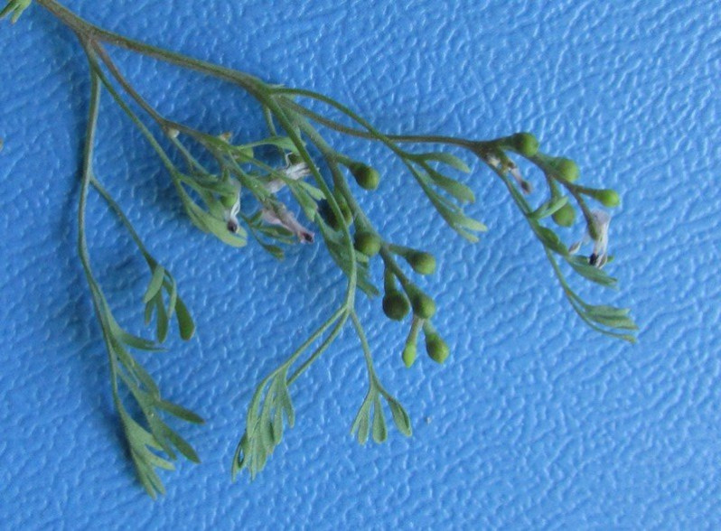 Fumaria vaillantii Loisel., 1809