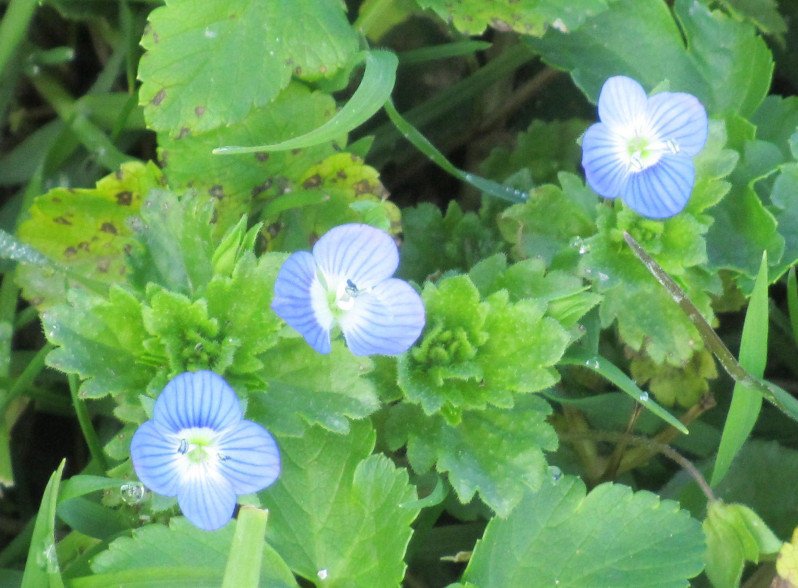 Veronica persica Poir., 1808