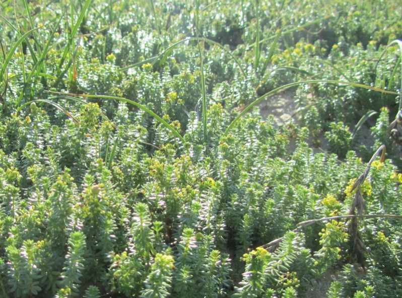 Galium arenarium Loisel., 1806