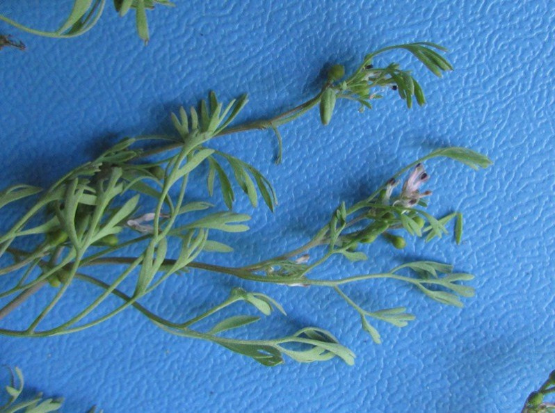 Fumaria vaillantii Loisel., 1809