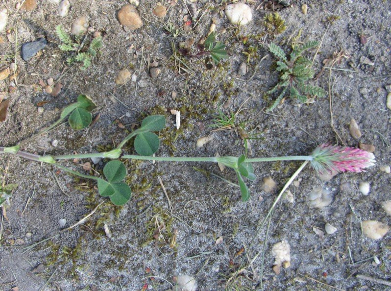 Trifolium incarnatum L., 1753