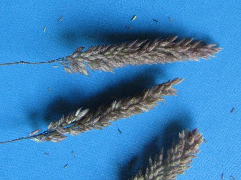 Holcus lanatus L., 1753