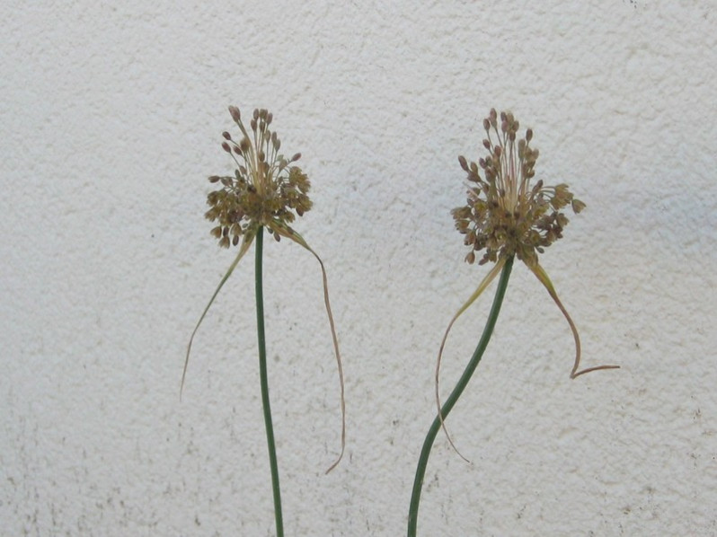 Allium paniculatum L., 1759