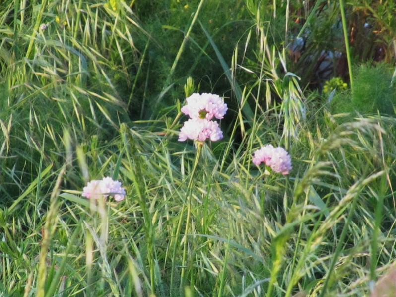 Allium roseum L., 1753