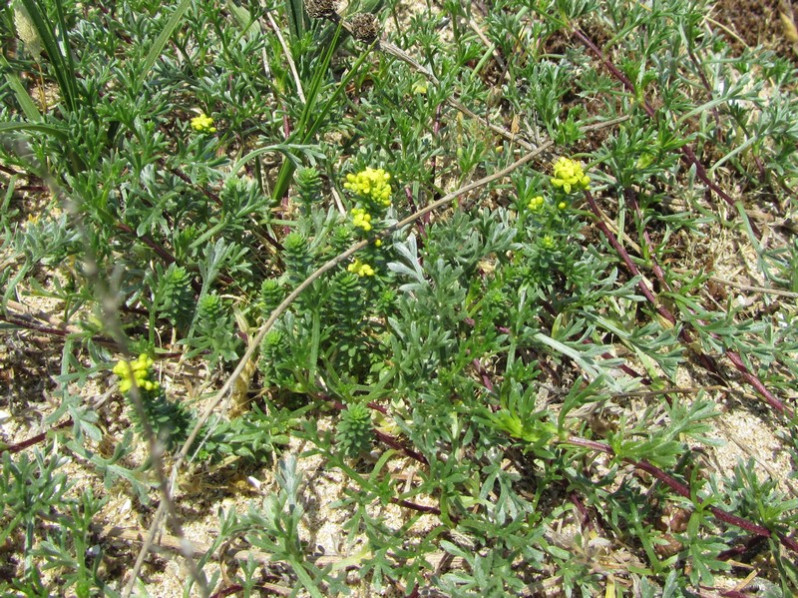 Galium arenarium Loisel., 1806